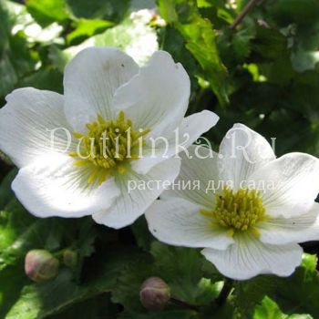 Калужница болотная  Himalayan Snow (Caltha palustris Himalayan Snow)*