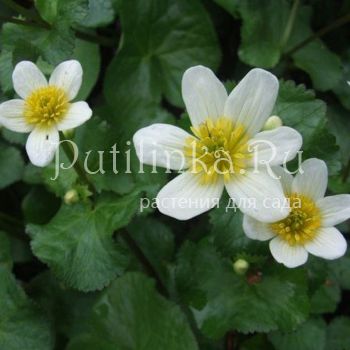 Калужница болотная Alba (Caltha palustris Alba)