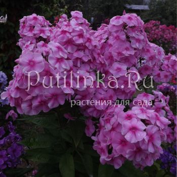 Флокс метельчатый Гигантелла (Егоровой В)