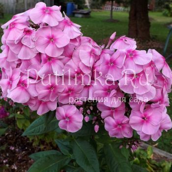 Флокс метельчатый Гигантелла (Егоровой В)