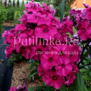 Флокс метельчатый Гитана (Егоровой В)