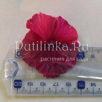 Флокс метельчатый Гитана (Егоровой В)