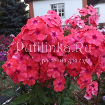 Флокс метельчатый Золотая антилопа (Егоровой В)