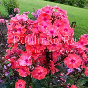 Флокс метельчатый Золотая антилопа (Егоровой В)