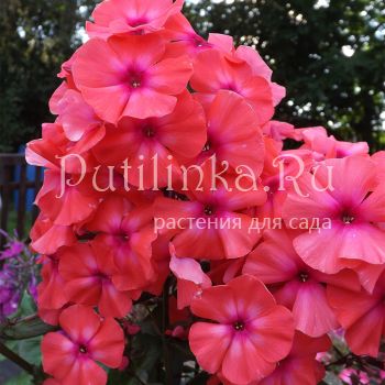 Флокс метельчатый Золотая антилопа (Егоровой В)