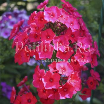 Флокс метельчатый Салют (Егоровой В)