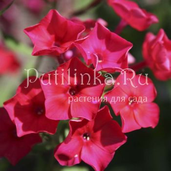 Флокс метельчатый Салют (Егоровой В)