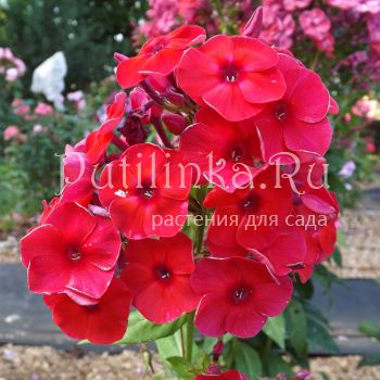 Флокс метельчатый Салют (Егоровой В)