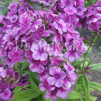 Флокс метельчатый Старый приятель (Егоровой В)