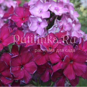 Флокс метельчатый Вишневый омут (Егорова В)