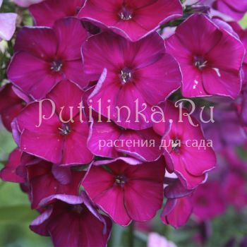 Флокс метельчатый Вишневый омут (Егорова В)