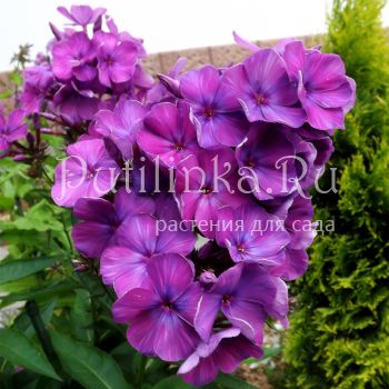 Флокс метельчатый Никольский (Егорова В.)