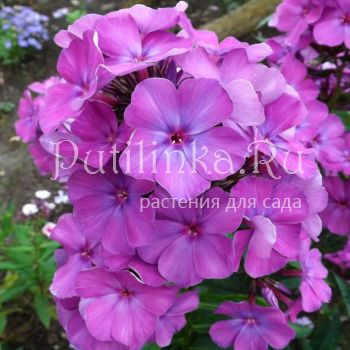 Флокс метельчатый Никольский (Егорова В.)