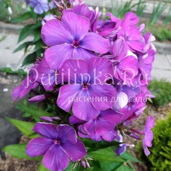 Флокс метельчатый Никольский (Егорова В.)