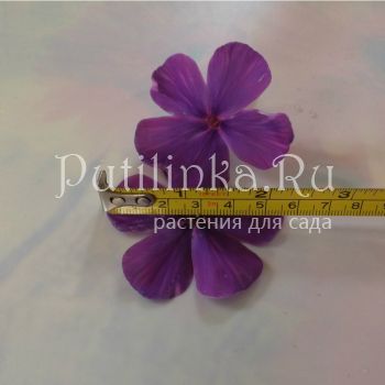 Флокс метельчатый Никольский (Егорова В.)