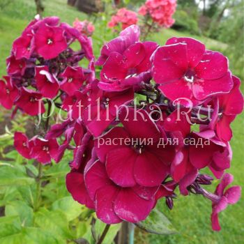 Флокс метельчатый Опиум (Егорова В.)