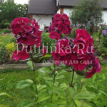 Флокс метельчатый Опиум (Егорова В.)