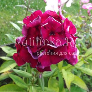 Флокс метельчатый Опиум (Егорова В.)