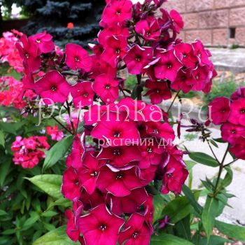 Флокс метельчатый Опиум (Егорова В.)