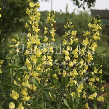 Баптизия молочноцветковая  (Baptisia lactiflora)