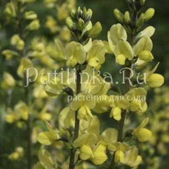 Баптизия молочноцветковая  (Baptisia lactiflora)