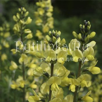 Баптизия молочноцветковая  (Baptisia lactiflora)