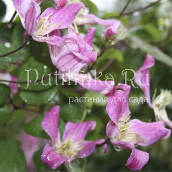 Клематис Catherine Clanwilliam (Clematis  Catherine Clanwilliam (tex.))