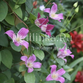 Клематис Catherine Clanwilliam (Clematis  Catherine Clanwilliam (tex.))