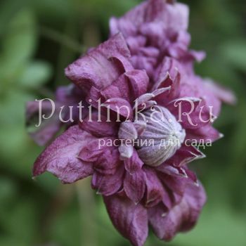 Клематис Purpurea Plena Elegans (Clematis Purpurea Plena Elegans)