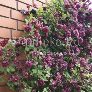 Клематис Purpurea Plena Elegans (Clematis Purpurea Plena Elegans)