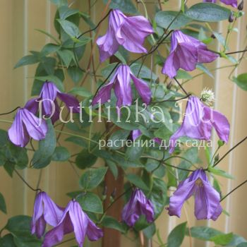 Клематис Pamiat Serdtsa (Clematis Pamiat Serdtsa)