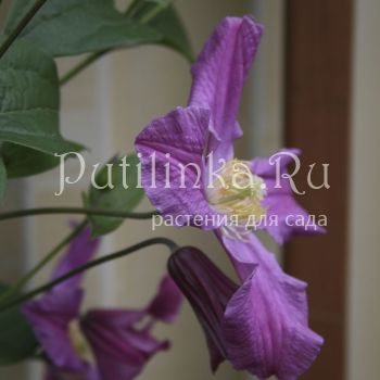 Клематис Inspiration ( Clematis Inspiration)