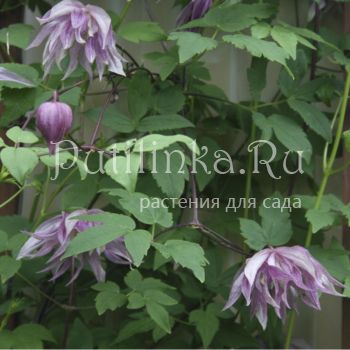 Клематис Purple Dream (Clematis Purple Dream)