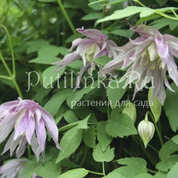 Клематис Purple Dream (Clematis Purple Dream)