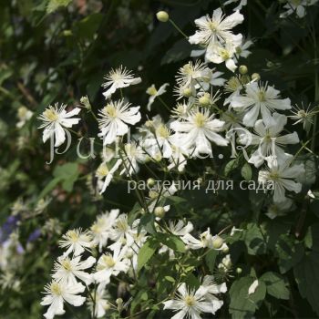 Клематис Paul Farges   фаргезиоидес  Summer Snow (Clematis Paul Farges  fargesioides  Summer Snow )