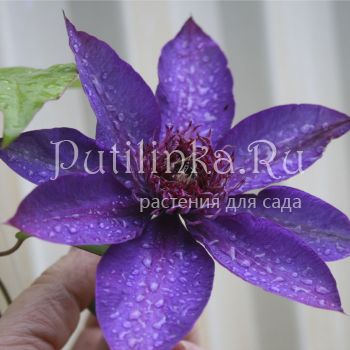 Клематис Multi Blue (Clematis Multi Blue)