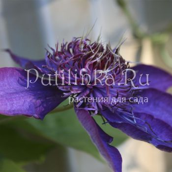 Клематис Multi Blue (Clematis Multi Blue)