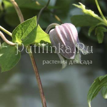 Клематис бурый (Clematis Fusca)