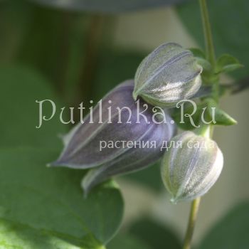 Клематис бурый (Clematis Fusca)