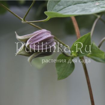 Клематис бурый (Clematis Fusca)