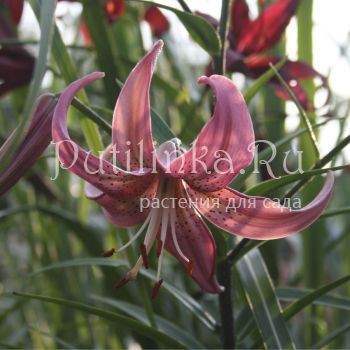 Лилия Розовая Дымка