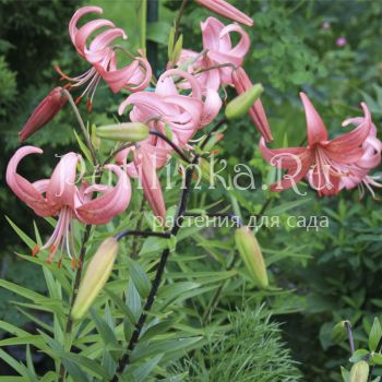 Лилия Розовая Дымка