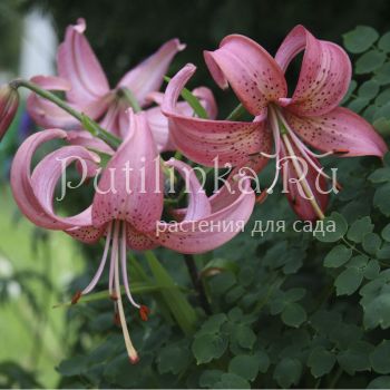 Лилия Розовая Дымка