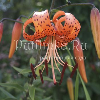 Лилия тигровая Splendens