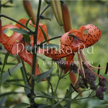 Лилия тигровая Splendens