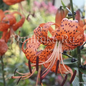Лилия тигровая Splendens
