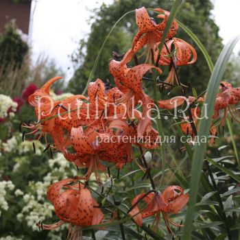 Лилия тигровая Splendens