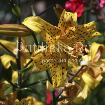 Лилия Лейхтлина