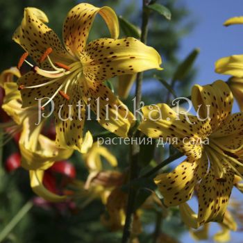 Лилия Лейхтлина