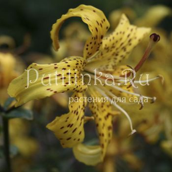 Лилия Лейхтлина